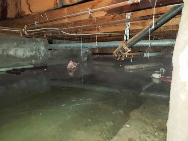 Best Professional water damage repair  in Montrose, CO