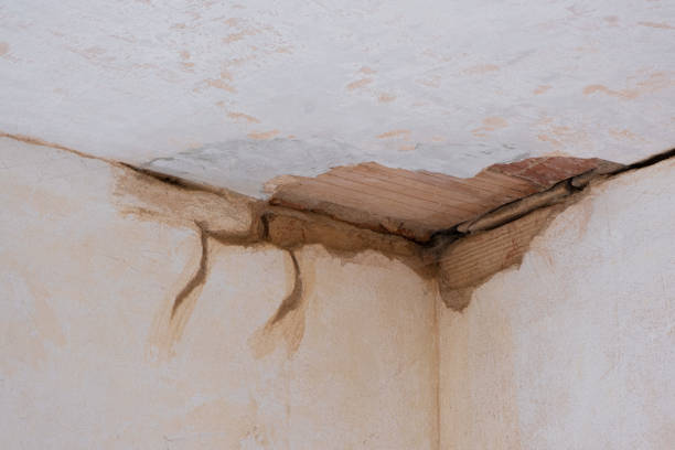 Best Mold removal after water damage  in Montrose, CO
