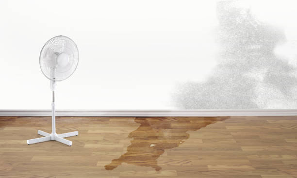 Best Carpet water damage restoration  in Montrose, CO